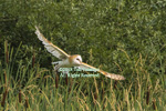 Barn owl gliding flight over cattails.