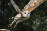 barn owl takeoff