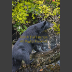 Black bear climbing rocks to berry bushes.