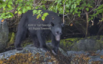 Black bear walk along large rocks and overhanging trees.