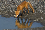 Alaska fox drinking with a clear reflection in the water.