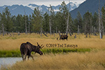 Alaska moose pair eating along golden wetlands.