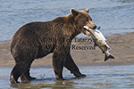 Grizzly bear with a salmon in its mouth on a river shore.