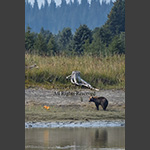 Alaskan fox meets a grizzly bear on a riverbank.