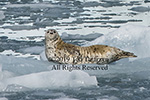 Harbour seal on ice flow in Alaska.