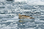 Harbor seal appears to smile from an ice flow off the coast of Alaska.
