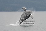 Humpback whale leaps from the water and breaches to the right.