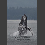 Alaskan humpback whale breaching vertically out of the water with fins looking like a dancer.