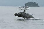 Alaskan humpback whale breaching left.