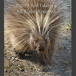Alaskan porcupine walking toward the camera.