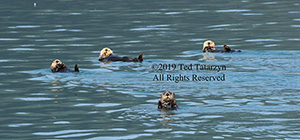 Raft of sea otters off the coast of Alaska.