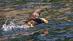 Alaskan tufted puffin takeoff with feet paddling on the water surface.