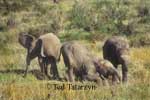 Three young African elephants, two turned to the right with their trunks down, ears flat,  one is kneeling, the third one is turned to the left with ears spread wide.